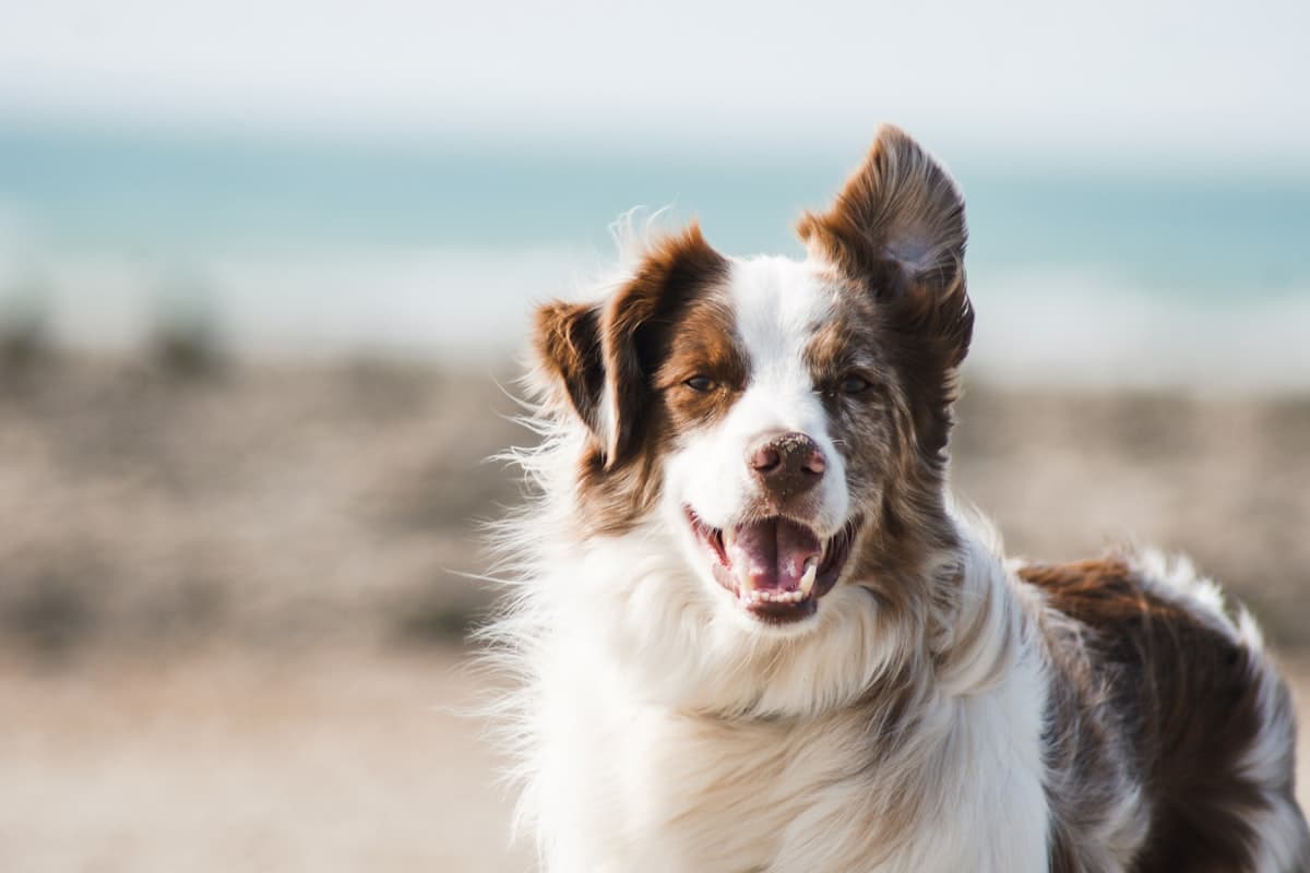 Pet Care & Grooming laundry and linen service